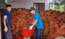 Lo thất thu hàng nghìn tỷ đồng mùa vải thiều năm nay