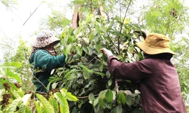 Đột nhập nơi trồng ‘vàng đen’ lớn nhất Đắk Lắk