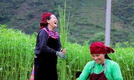 Rộn ràng tiếng cười mùa thu hoạch lanh trên cao nguyên đá Hà Giang