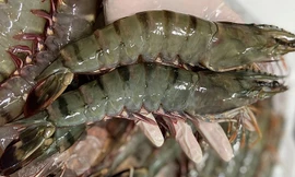 Cách nào giữ vị thế tôm Việt Nam trị giá 4 tỷ USD?