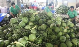 'Người Mỹ và Trung Quốc đặc biệt yêu thích dừa Việt Nam'