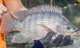 Cá rô phi Việt Nam tái xuất ở Brazil