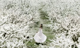 Gần 1 triệu người chụp ảnh hoa mận 'tặng' Mộc Châu 1.200 tỷ