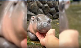 Cưng xỉu hình ảnh hà mã lùn 2 tháng tuổi