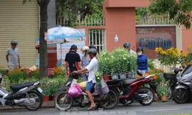 Bí thư Cần Thơ yêu cầu làm rõ vì sao 'dư thừa' hoa trái dịp Tết 