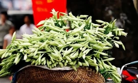 Hoa loa kèn rộn ràng khắp phố Hà Nội