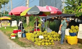 Cám cảnh 'trái cây vua': Tiểu thương thờ ơ, người trồng mỏi mòn chờ khách