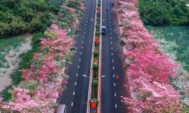 Mê mẩn đường hoa kèn hồng đẹp hơn cả trên ti vi 