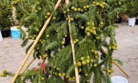 Cành thông tươi trĩu quả, giá siêu rẻ tràn ngập vỉa hè Hà Nội