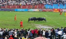 Hàng vạn người đổ về Đồ Sơn xem chọi trâu 