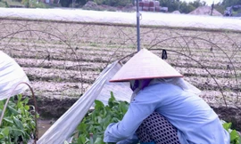 'Vựa rau' lớn nhất Hà Nội xác xơ sau bão