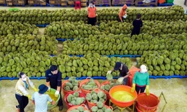 Có hay không việc giả mạo hồ sơ xuất khẩu sầu riêng? 