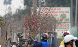 Hà Nội: Đào Nhật Tân tăng giá mạnh, chi tiền triệu vẫn khó mua 