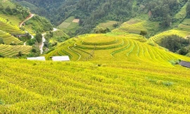  Rực rỡ Mù Cang Chải mùa lúa chín