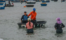 Mất mùa ruốc biển, ngư dân đứng ngồi không yên 