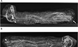 Người Ai Cập cổ dùng xác ướp mèo con làm đồ tế lễ