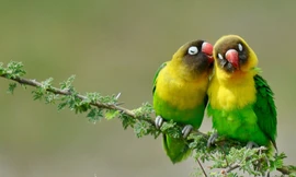 Hải cẩu vò đầu băn khoăn khi đang ở làng biển Winterton-on-Sea của Anh. Ảnh: Johan Siggesson.