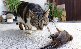 Con mèo này sẽ tha xác chim về nhà tặng chủ? Ảnh: Shutterstock.