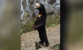 Gấu chó Angela trong vường thú Hàng Châu đang trở thành tâm điểm chú ý toàn cầu. Ảnh: Vườn thú Hàng Châu.