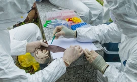 Các nhà nghiên cứu gửi các mẫu phân và bộ phận của dơi họ bắt được trong hang động tới Viện Virus học Vũ Hán để tìm coronavirus. Ảnh: Ecohealth Alliance.