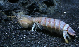 Bề bề (tôm tít, tôm tích, tôm búa…) nhìn vừa giống tôm và vừa giống bọ ngựa, nên chúng được đặt tên tiếng Anh là Mantis shrimp (tôm bọ ngựa).