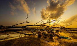 Ảnh hưởng đến môi trường biển và cây xanh,cây đã chết và phân huỷ dần nhưng các loại nhựa vẫn chưa phân huỷ.... Ảnh: Kha Thành Trí Đạt.