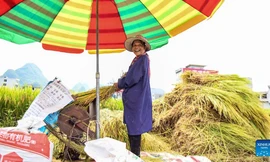 Nông dân thu hoạch lúa ở Quảng Tây, Trung Quốc ngày 20/7/2022. Ảnh: Xinhua.