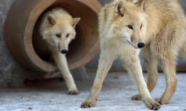 Sói Bắc Cực ở công viên Harbin Polarland ở Trung Quốc ngày 22/11/2017. Ảnh: Getty Images.