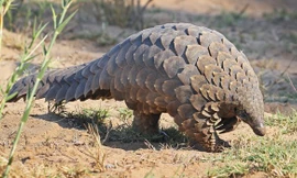 Tê tê. Ảnh: Speciesonbrink.