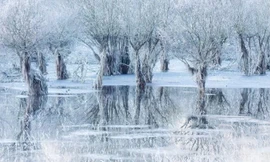 Ảnh chụp hồ nước đóng băng ở miền bắc nước Ý vừa giành giải thưởng Nhiếp ảnh gia động vật hoang dã của năm 2021. Ảnh: Cristiano Vendramin.