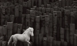 "​Iceland là nơi có một giống ngựa rất quý phái nhưng cứng cáp, là hậu duệ của loài ngựa Viking nguyên thủy. Lịch sử của họ ở Iceland chứa đựng nhiều bí ẩn và sự hấp dẫn,” Doggett nói. Ảnh: Drew Doggett.