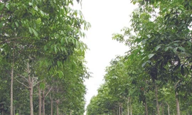 Đồng bào dân tộc thiểu số đang làm thuê cho Cty 194