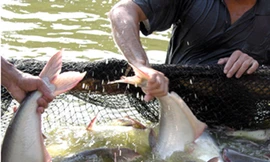 Brazil có thể áp thuế cá tra Việt Nam lên 35%