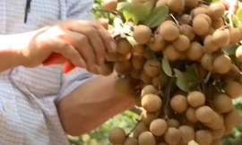 Nhãn chín sớm Hưng Yên mất mùa, giá tăng vọt thu mua tại vườn 50.000 đồng/kg