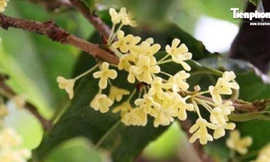 Bí mật cây tiền tỷ cạnh tranh với lan đột biến