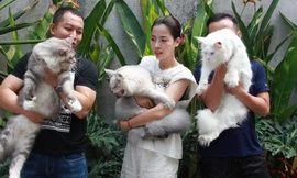 Trào lưu nuôi mèo 'quý tộc' đi máy bay từ châu Âu về Việt Nam