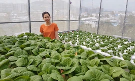 Gia đình trẻ biến sân thượng trống thành ‘khu vườn trên mây’