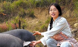 Cô gái bỏ việc văn phòng về quê nuôi lợn