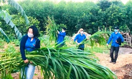 Thanh niên chăm gia súc, gia cầm giúp người dân yên tâm cách ly chống dịch