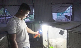 Chàng trai 24 tuổi thu hàng trăm triệu nhờ mạnh dạn đầu tư lập nghiệp trên quê hương