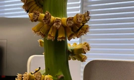 Trào lưu cắm chuối xanh chờ chín để 'chữa lành' ở Trung Quốc