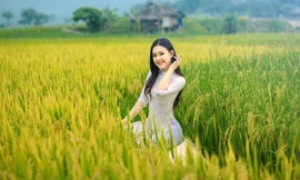 Á khôi Sinh viên Việt Nam khoe nét xuân thì bên đồng lúa
