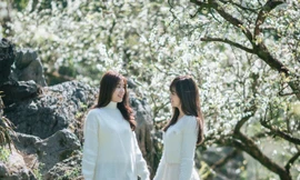 Hoa mận nở trắng trên cao nguyên Mộc Châu thu hút giới trẻ đến check in