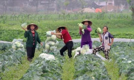 Nông dân không còn rau để 'giải cứu', giá rau lại tăng gấp 4 lần