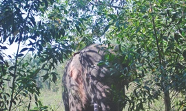 Mất đất, voi quậy người dân