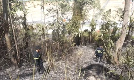 Một vụ cháy rừng diễn ra giữa trưa khiến 2ha diện tích rừng bị thiêu rụi