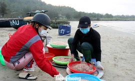 Ngư dân Đà Nẵng nhộn nhịp vào mùa 'xúc' lộc biển