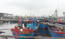 UBND TP Đà Nẵng tiếp tục tăng cường các cơ chế, chính sách để hỗ trợ ngư dân vươn khơi bám biển như hỗ trợ kinh phí trang thiết bị tàu cá, bảo hiểm thân tàu… để tiếp tục phát triển nghề cá chất lượng cao