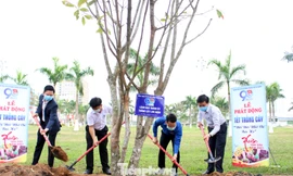 Năm nay, Thành Đoàn Đà Nẵng phấn đầu trồng 50 ngàn cây xanh trên địa bàn, riêng trong Tháng Thanh niên sẽ trao tăng 20 ngàn cây xanh (cây keo) là sinh kế hỗ trợ thanh niên trên địa bàn huyện Hòa Vang lập nghiệp