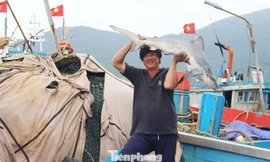 Cận Tết, tàu tấp nập về cảng, cá đầy ắp khoang, giá hải sản chỉ tăng nhẹ